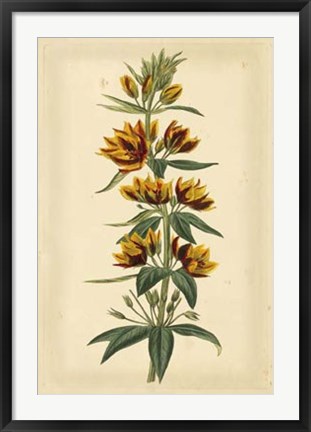 Framed Floral Varieties IV Print