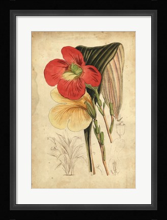 Framed Tropical Blooms I Print