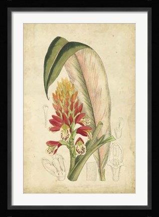 Framed Tropical Blooms II Print
