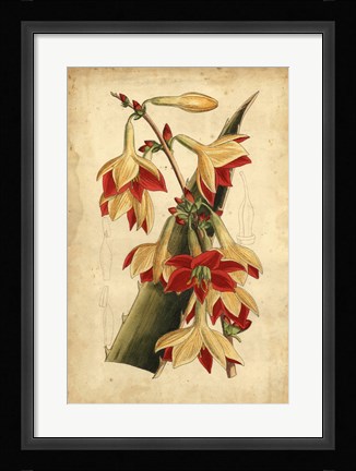 Framed Tropical Blooms III Print