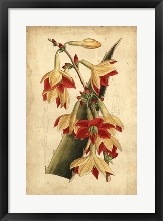 Framed Tropical Blooms III Print