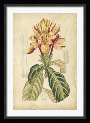 Framed Tropical Blooms IV Print