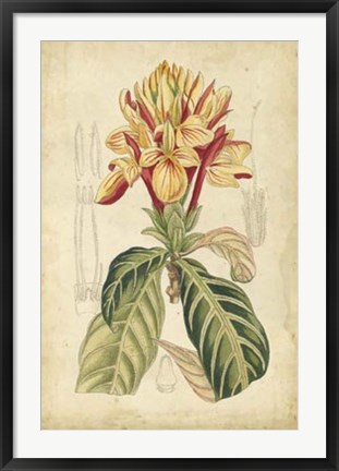 Framed Tropical Blooms IV Print