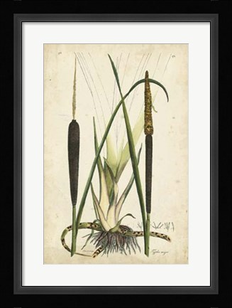 Framed Antique Cattail I Print