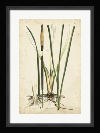 Framed Antique Cattail II Print