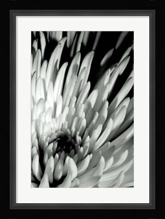 Framed Dramatic Mum I Print