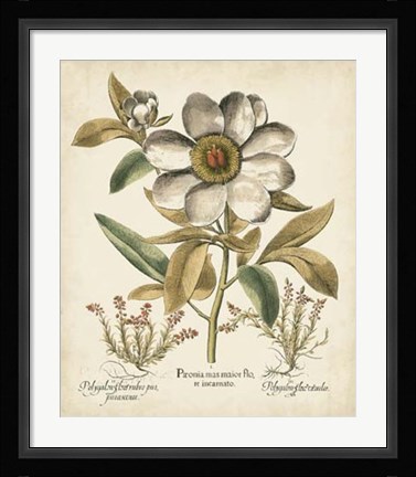 Framed Ivory Peonies I Print