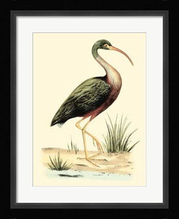 Framed Water Birds I Print