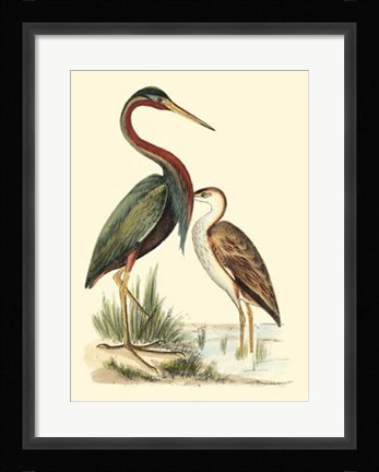 Framed Water Birds III Print