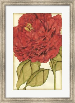 Framed Ruby Blooms II Print
