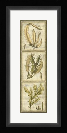 Framed Exotic Seaweed Panel I Print
