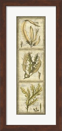 Framed Exotic Seaweed Panel I Print