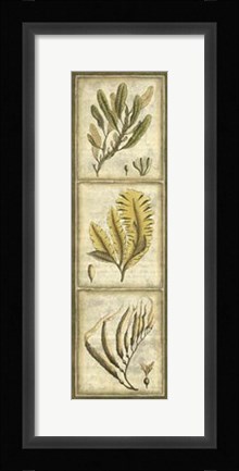 Framed Exotic Seaweed Panel II Print