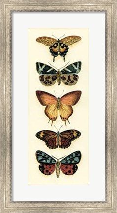 Framed Butterfly Collector V Print