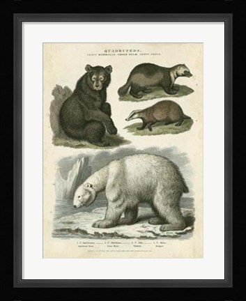 Framed Brown Bear &amp; Polar Bear Print