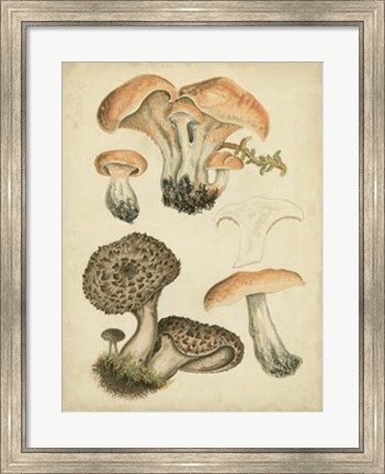 Framed Antique Mushrooms I Print