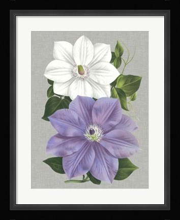 Framed Clematis Blooms I Print