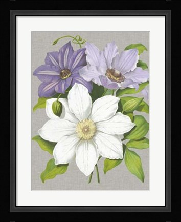 Framed Clematis Blooms II Print