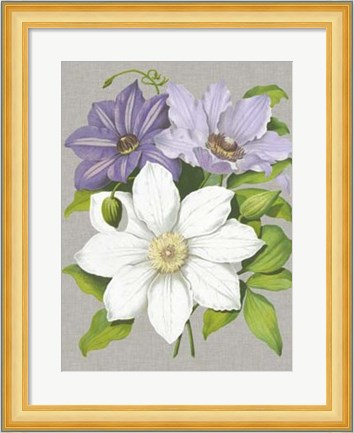 Framed Clematis Blooms II Print