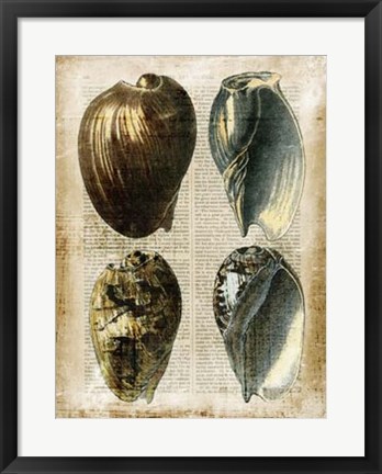 Framed Antiquarian Seashells III Print