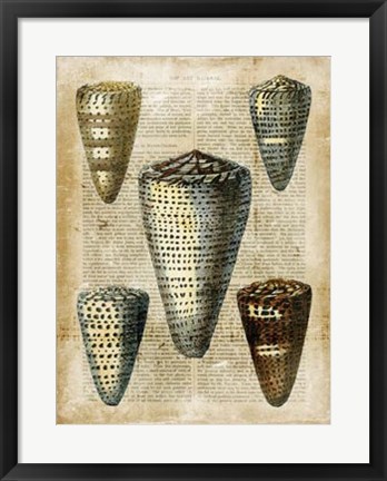 Framed Antiquarian Seashells IV Print