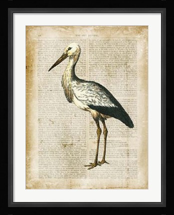 Framed Antiquarian Birds II Print