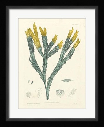 Framed Luminous Seaweed I Print