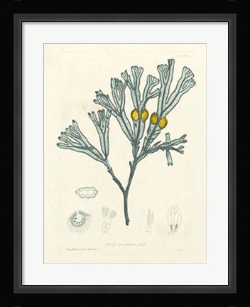 Framed Luminous Seaweed II Print