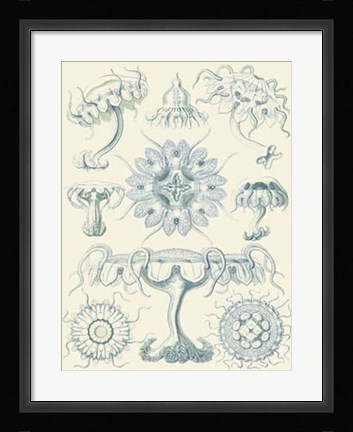 Framed Sophisticated Sealife III Print