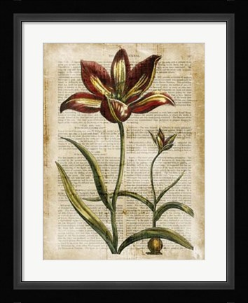Framed Antiquarian Tulips I Print