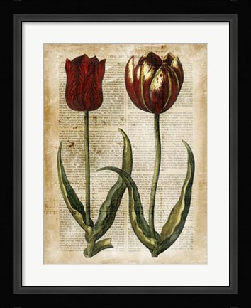 Framed Antiquarian Tulips IV Print