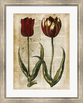 Framed Antiquarian Tulips IV Print