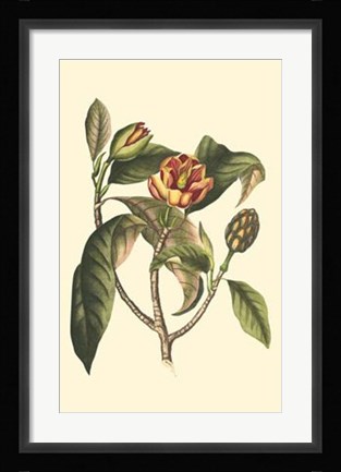 Framed Flourishing Foliage I Print