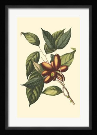 Framed Flourishing Foliage II Print