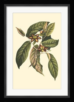 Framed Flourishing Foliage IV Print