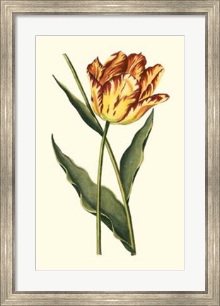Framed Vintage Tulips I Print