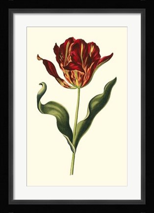 Framed Vintage Tulips II Print