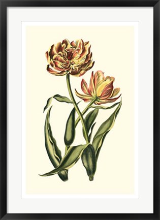 Framed Vintage Tulips IV Print