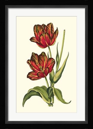 Framed Vintage Tulips V Print
