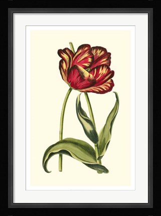 Framed Vintage Tulips VI Print