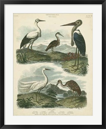 Framed Heron &amp; Crane Species I Print