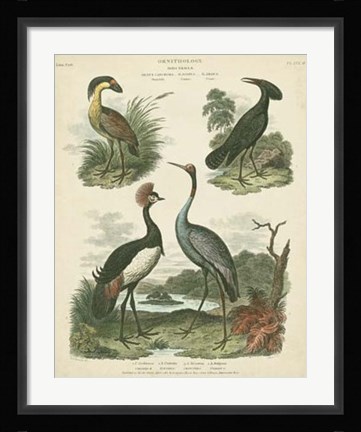 Framed Heron &amp; Crane Species II Print