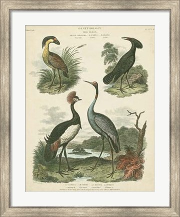 Framed Heron &amp; Crane Species II Print