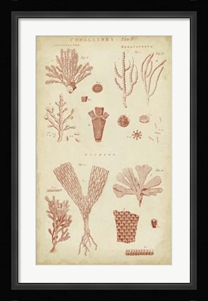 Framed Coralline I Print