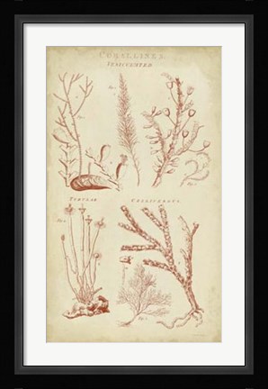 Framed Coralline II Print