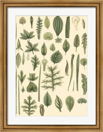 Framed Abundant Foliage I Print