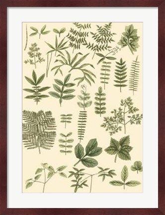 Framed Abundant Foliage II Print