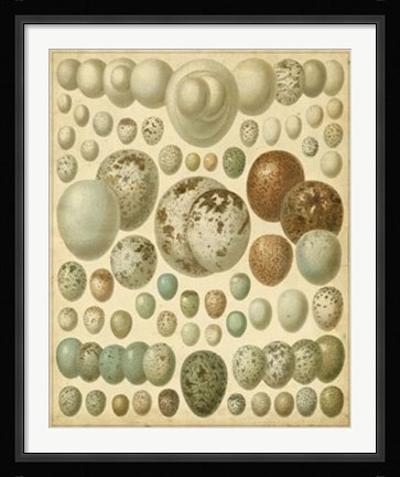 Framed Vintage Bird Eggs I Print
