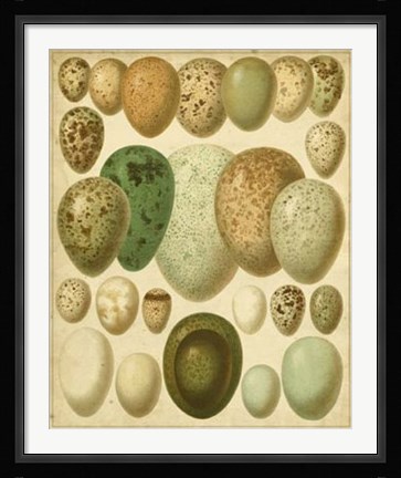 Framed Vintage Bird Eggs II Print