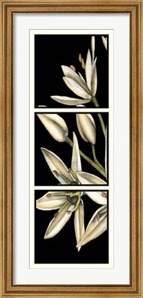 Framed Graphic Lily I Print